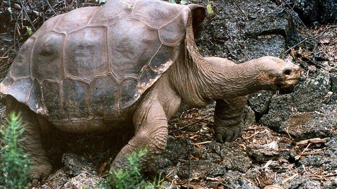 solitario jorge tortuga.jpg
